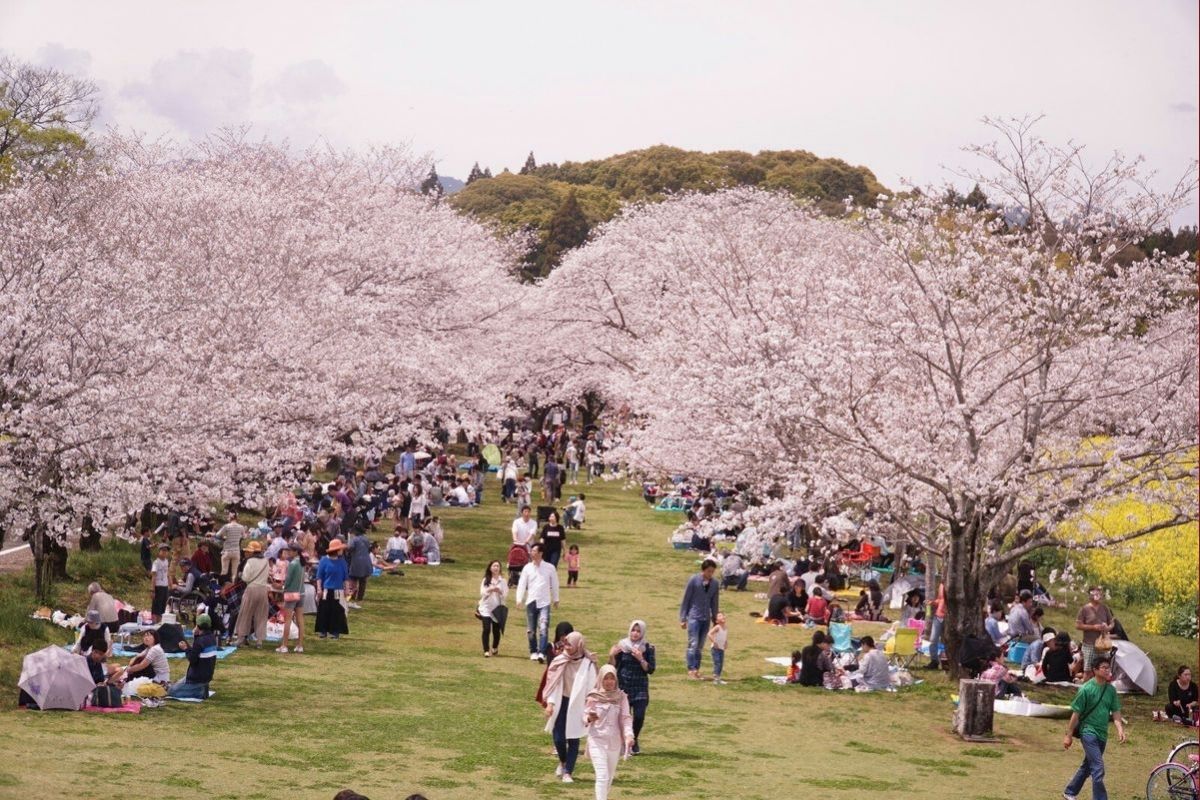 Apa Itu Hanami? Tradisi Piknik Sambil Menikmati Makanan Musim Semi Jepang