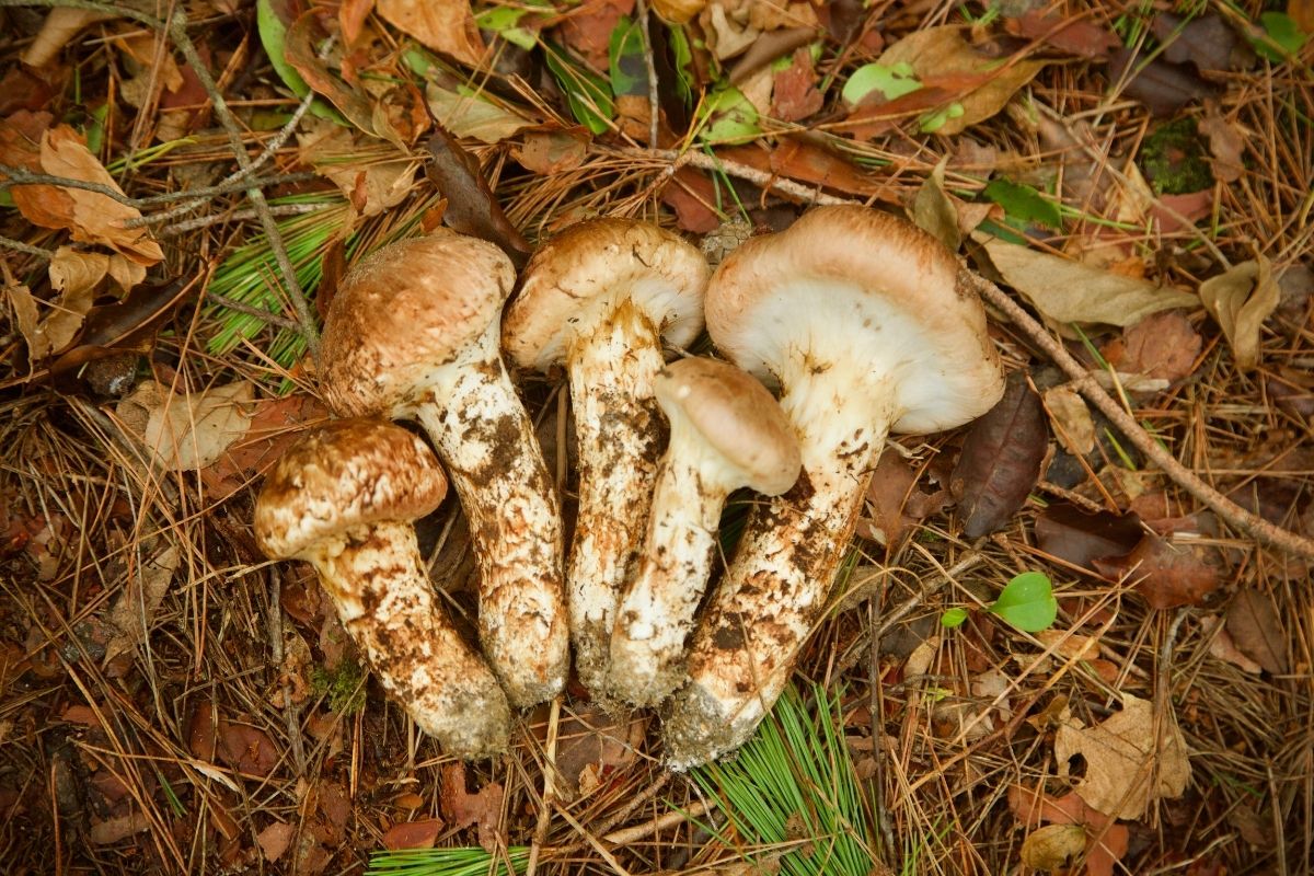 Apa Itu Jamur Matsutake?