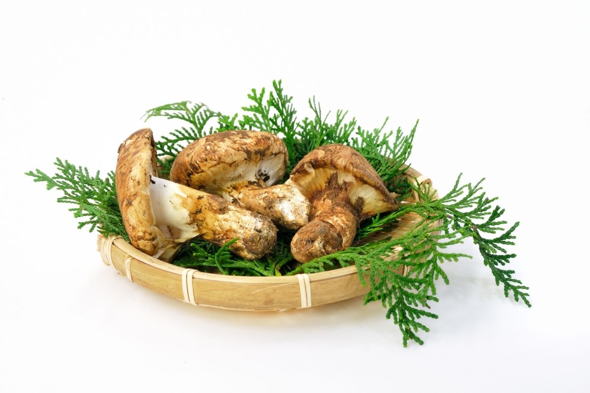 Apa yang Membuat Jamur Matsutake Begitu Premium?